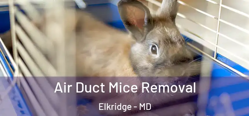  Air Duct Mice Removal Elkridge - MD
